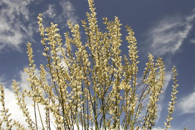 Pussy willow catkin