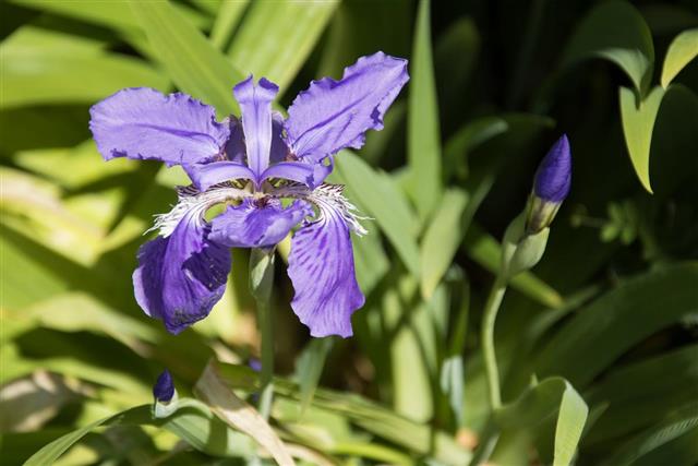 Irises Flower