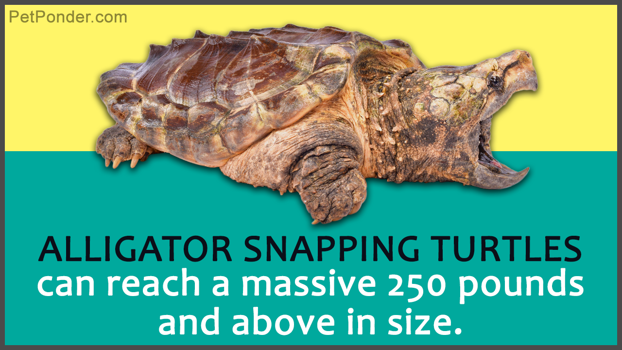 Snapping Turtle Mat
