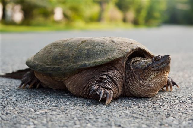 common Northern snapping turtle
