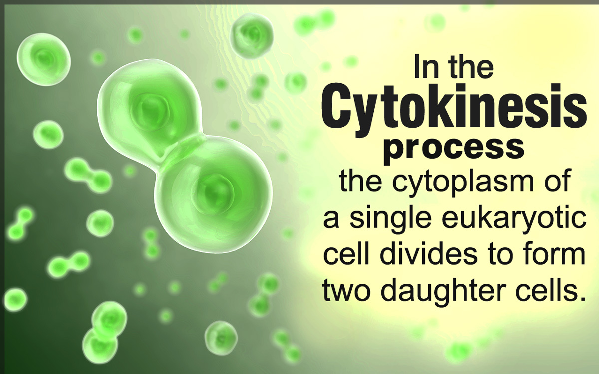 Cytokinesis in Plants and Animals