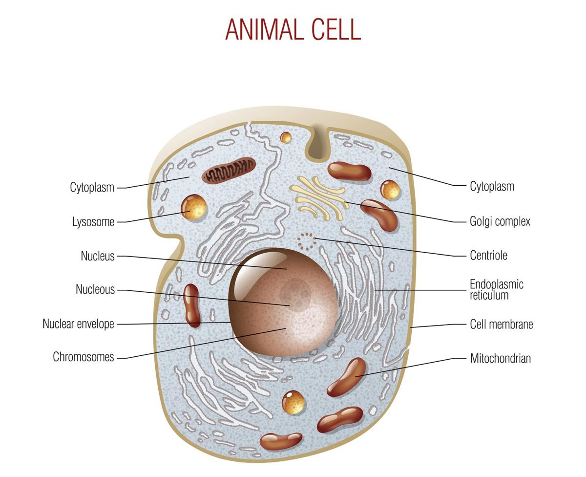 Cytokinesis in Plants and Animals - Biology Wise