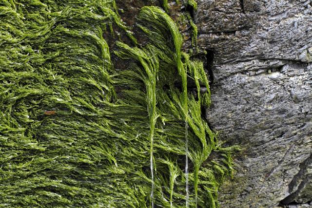 Spirogyra green alga growing