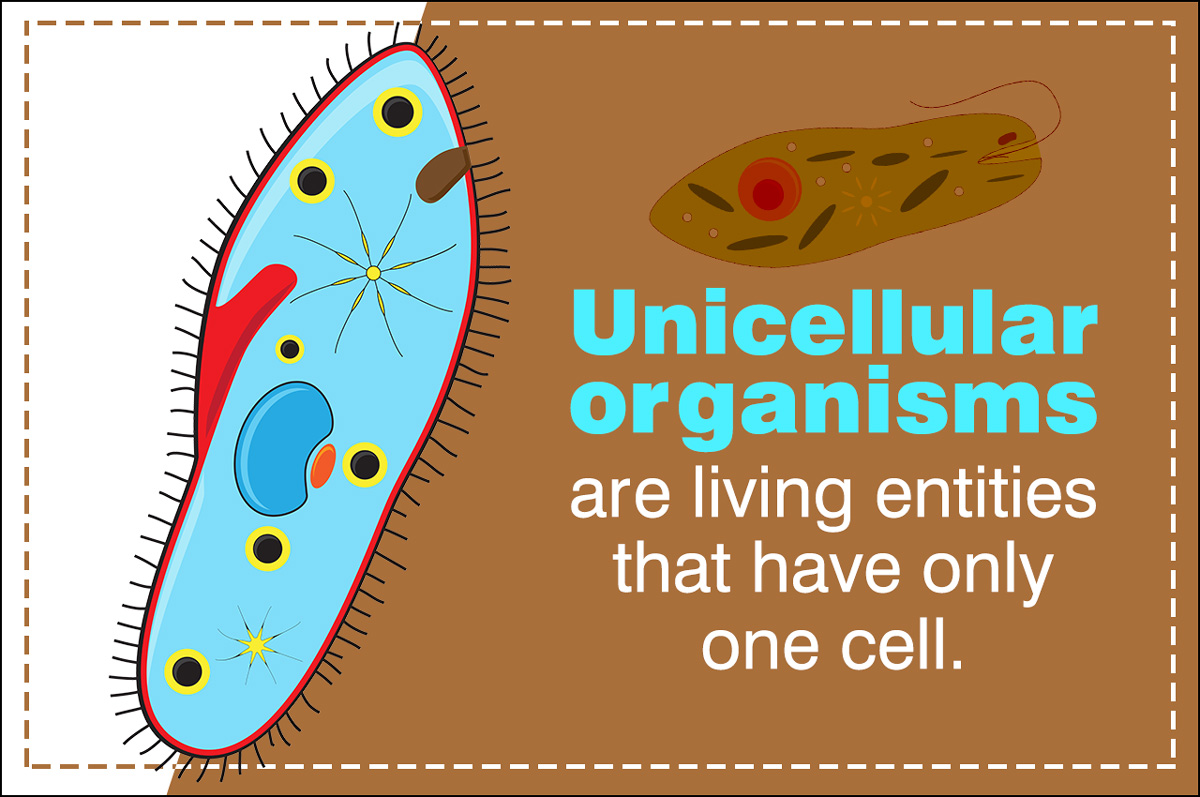 Unicellular Organisms - Biology Wise
