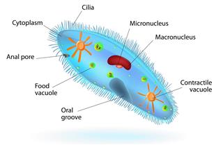 Structure of a paramecium