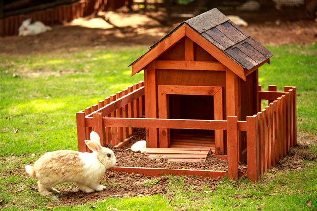 Rabbit with the hutch