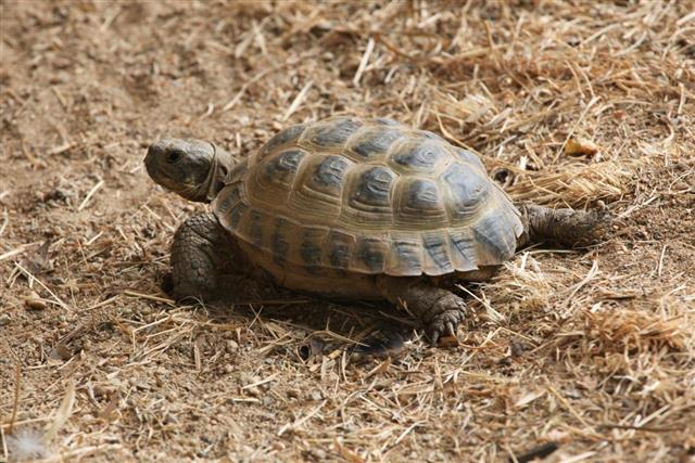 Russian tortoise (Agrionemys horsfieldii)