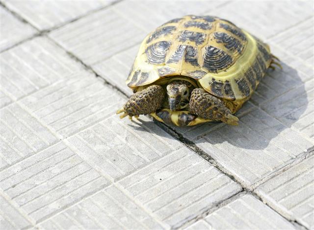 Russian Tortoise on a concrete pavement