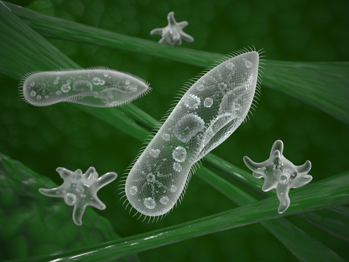 Multicellular Vs. Unicellular Organisms - Biology Wise
