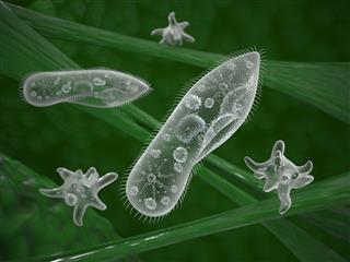Single celled micro organisms