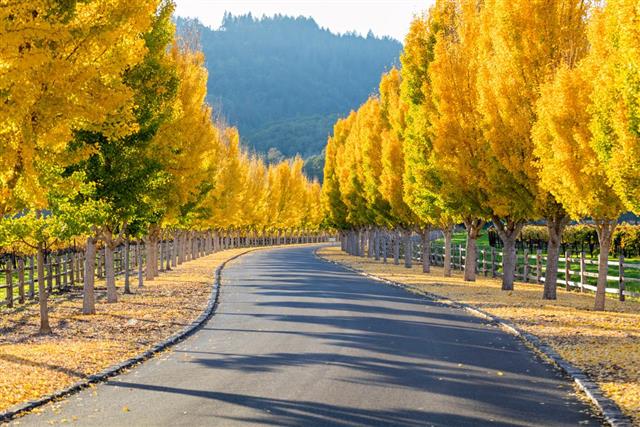 Yellow ginkgo trees on road