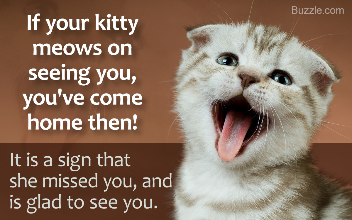 Why Your Cat is Meowing Constantly