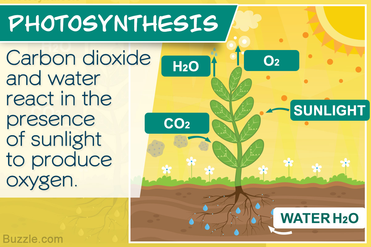 Photosynthesis Process for Kids