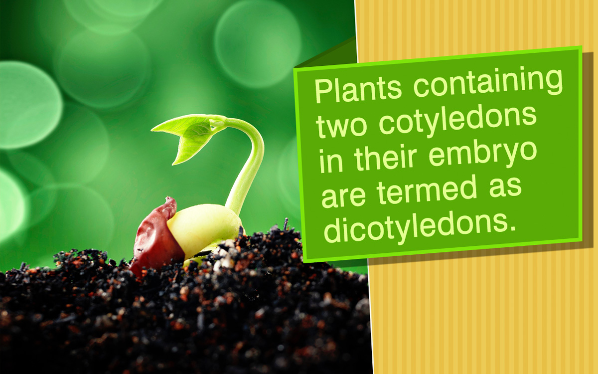 All About Dicot Plants