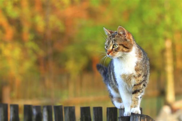 Cat walking on fence