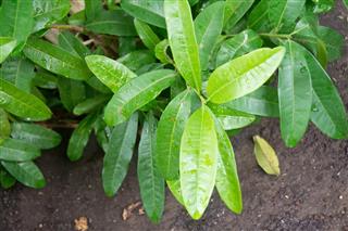Leaves of an allspice tree