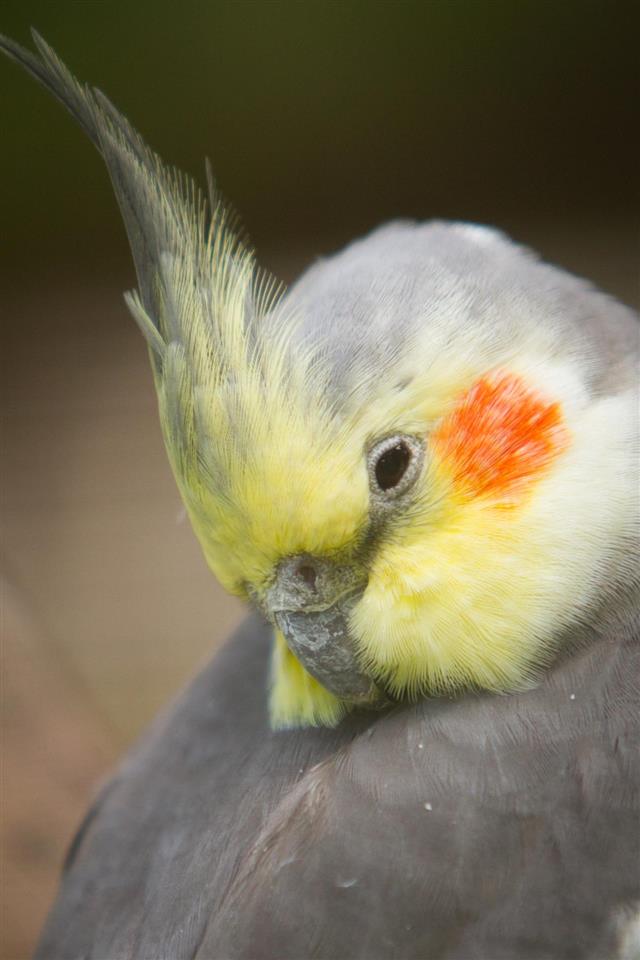 Cockatiel Close-up
