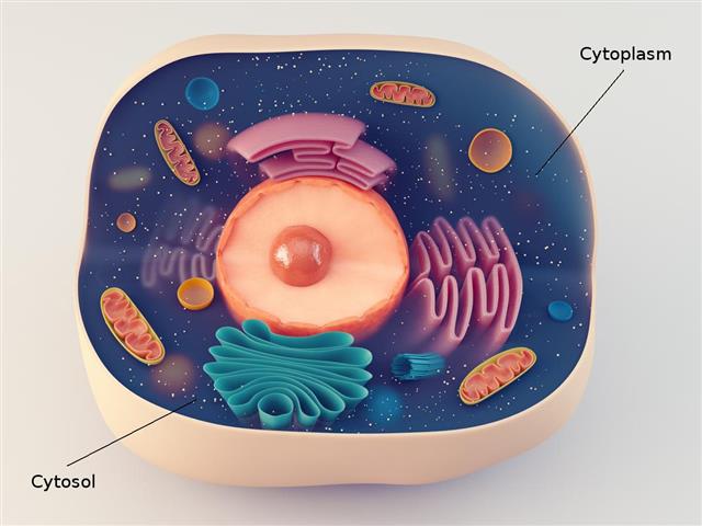 Structure of animal cell