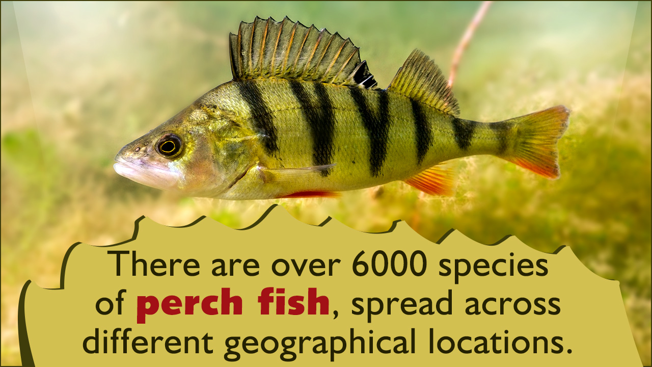 Perch Fish Facts