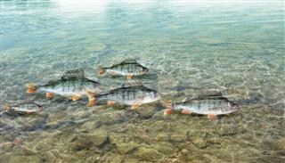 perch fishes in water