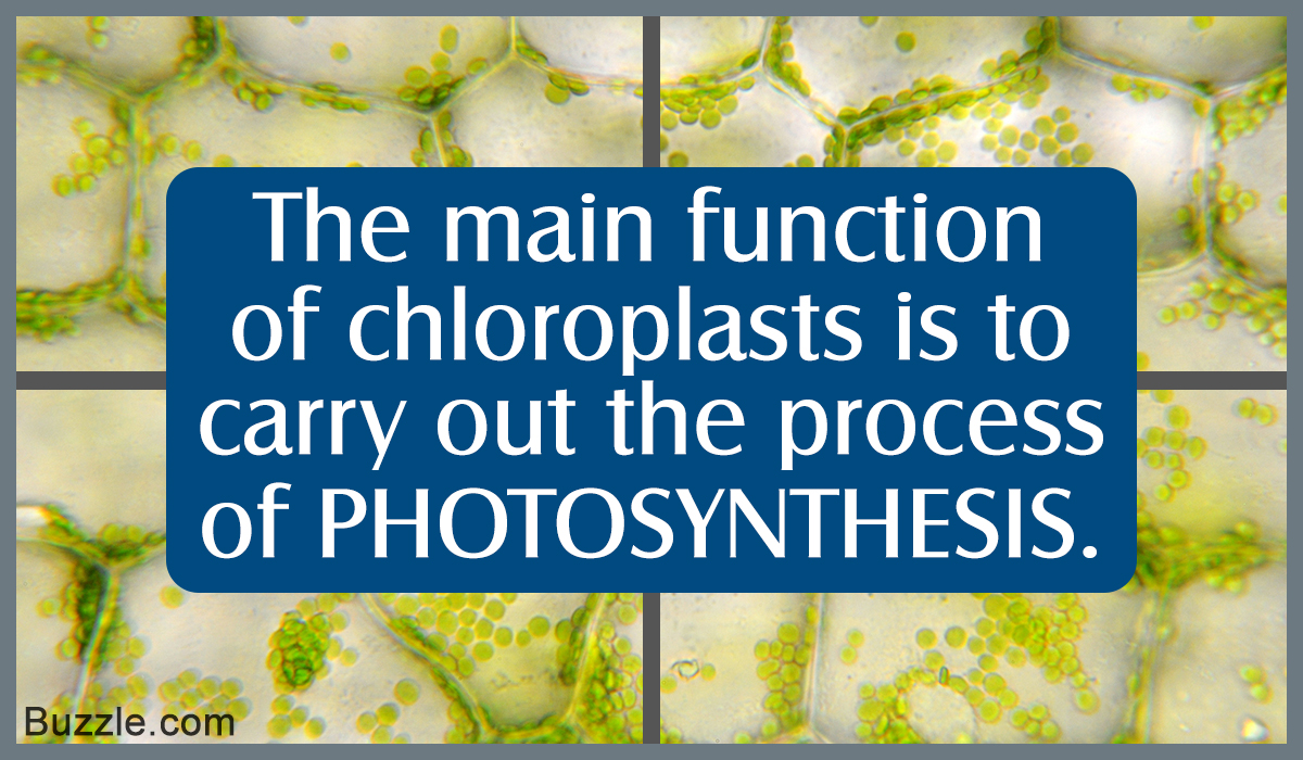 Functions of Chloroplasts