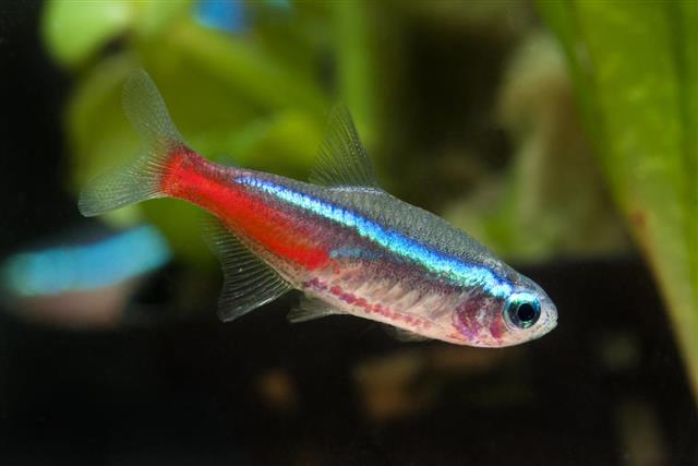 Neon tetra tropical fish