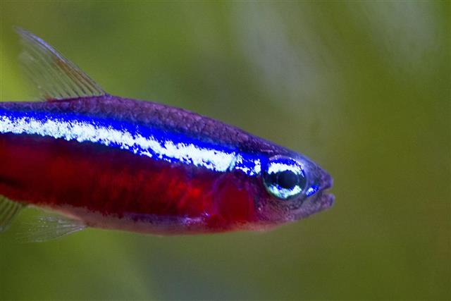 Neon Tetra Fish Head
