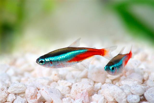 Neon tetra colored fish
