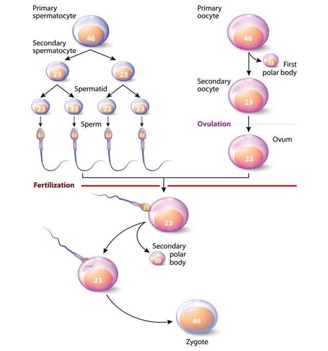 Human zygote cell development