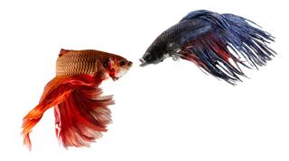 Two Siamese Fighting Fishes