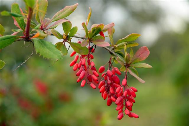 Red Barberry