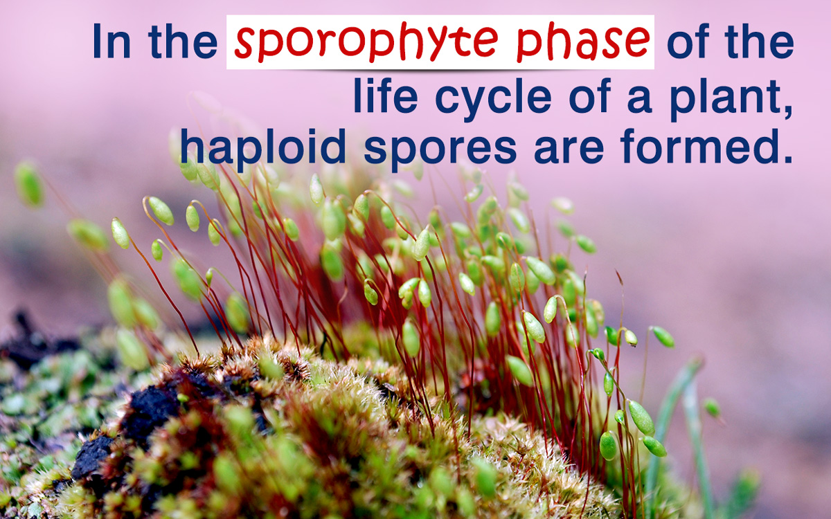 Gametophyte and Sporophyte