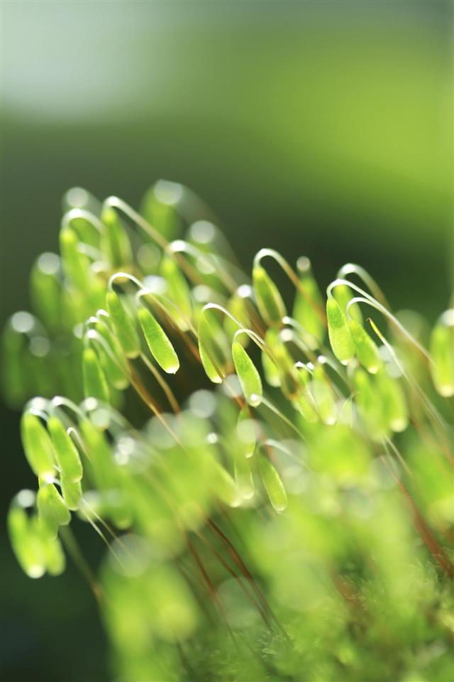 Closeup moss sporophyte