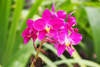 Pink ground orchid