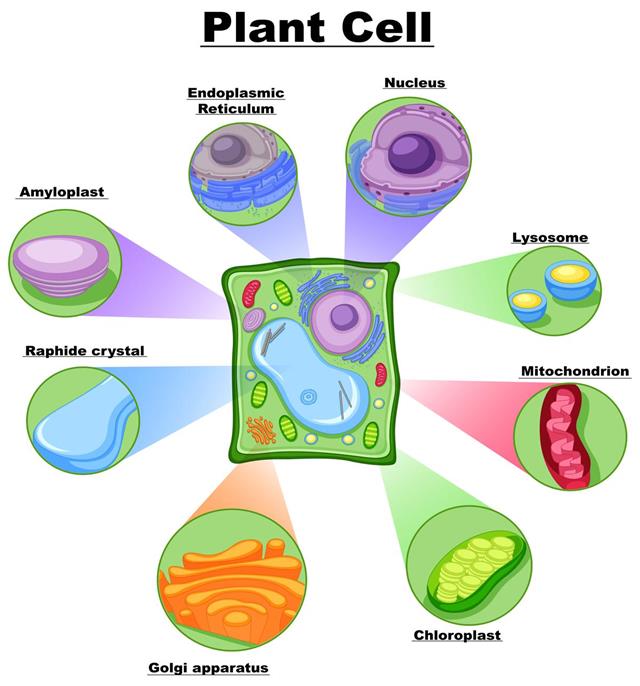 Diagram showing plant cell