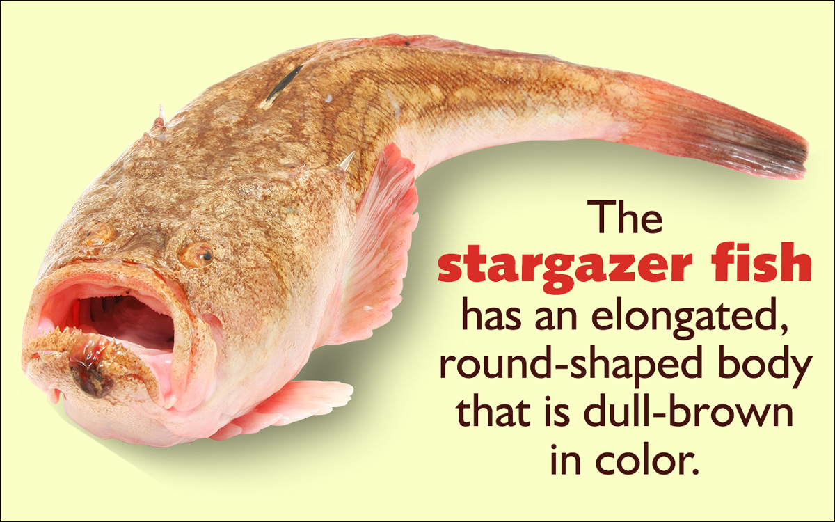 Facts about the Stargazer Fish
