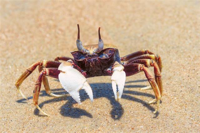Crab hunting on the sand beach