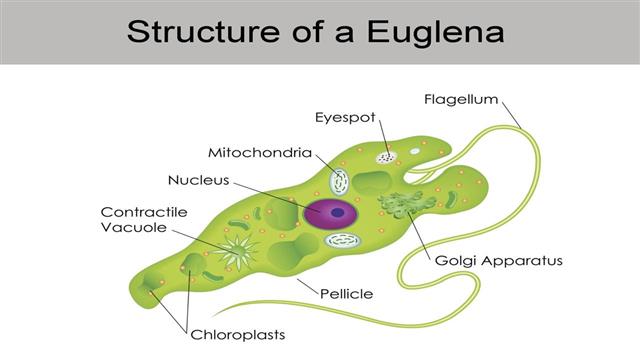 Euglena Diagram