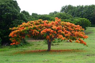 Blooming Royal Poinciana tree