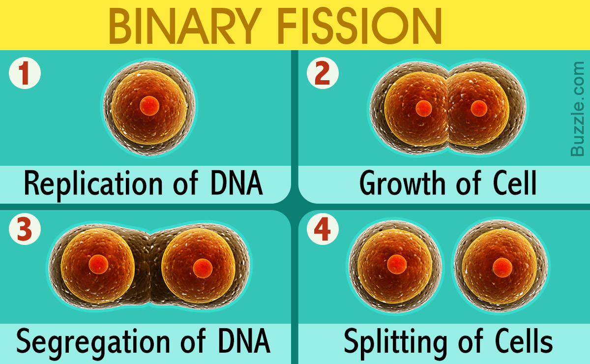 Binary Fission Steps
