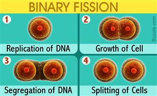 examples of binary fission