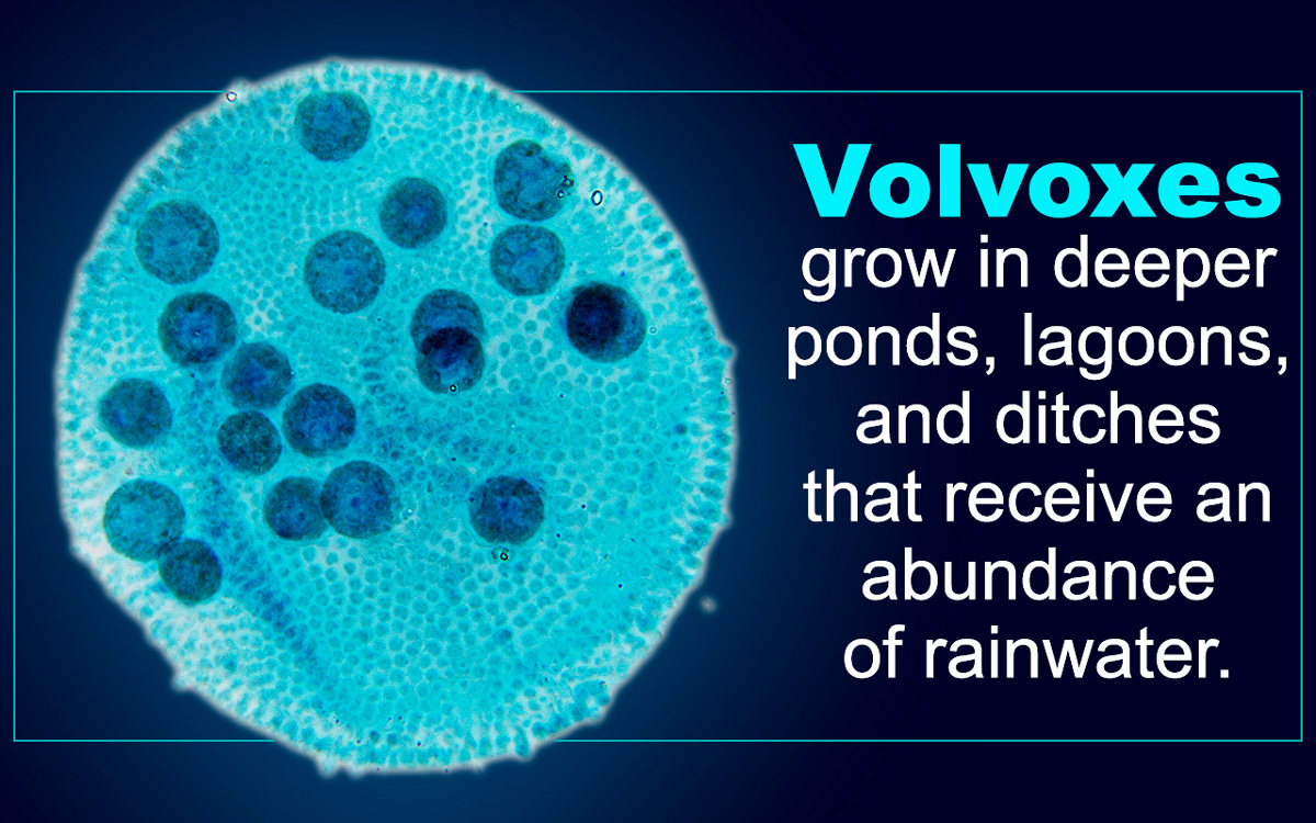 Volvox Facts