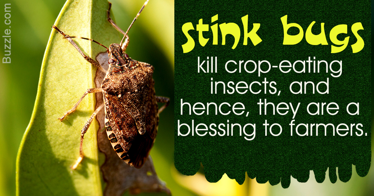 Stink Bugs Facts