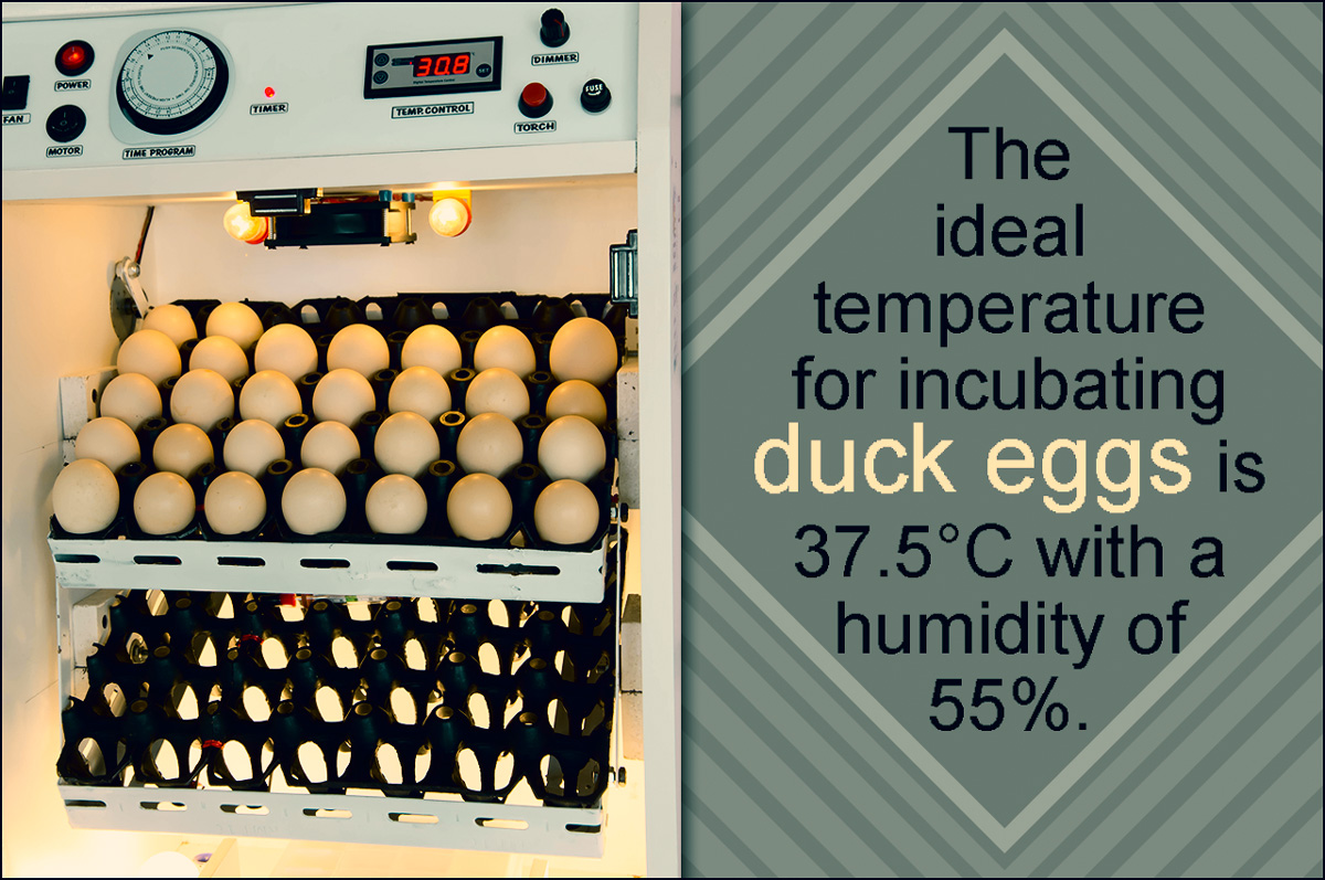 Incubating Duck Eggs