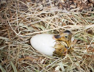 Hatching of a duckling