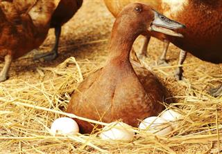 Duck incubator her eggs on the nest