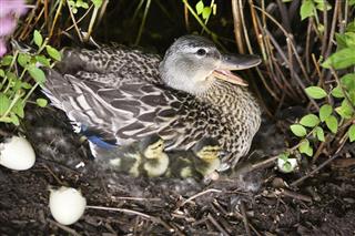 Mother Duck and Ducklings on a Nest