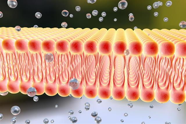 Cellular membrane