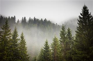 Picture of a spruce forest on a cold foggy day