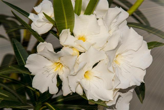 White Oleander Flowers